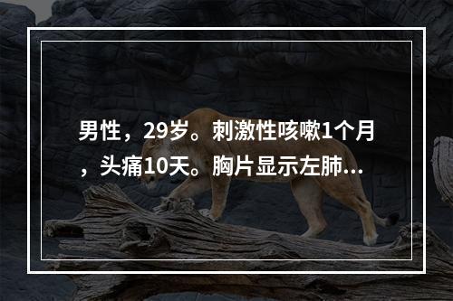 男性，29岁。刺激性咳嗽1个月，头痛10天。胸片显示左肺门块