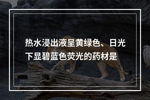 热水浸出液呈黄绿色、日光下显碧蓝色荧光的药材是