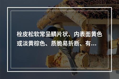 栓皮松软常呈鳞片状、内表面黄色或淡黄棕色、质脆易折断、有特异