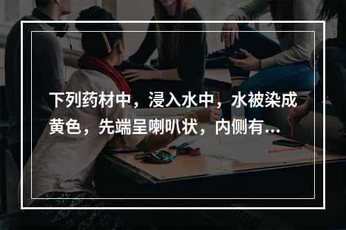 下列药材中，浸入水中，水被染成黄色，先端呈喇叭状，内侧有一短