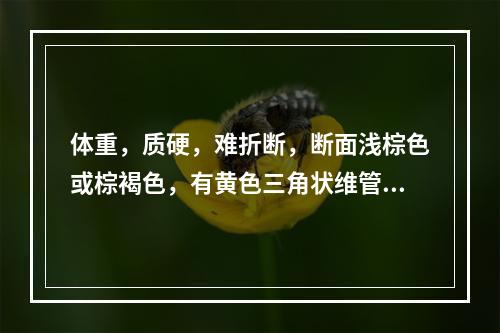 体重，质硬，难折断，断面浅棕色或棕褐色，有黄色三角状维管束的