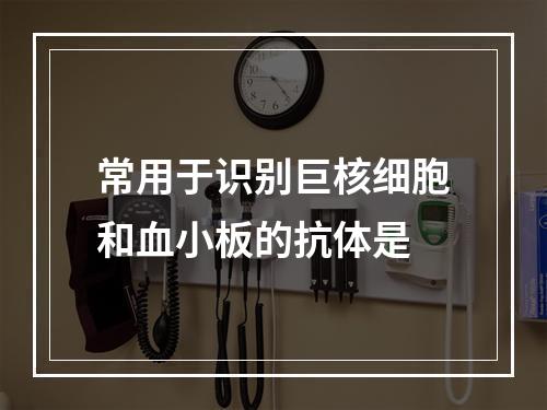 常用于识别巨核细胞和血小板的抗体是