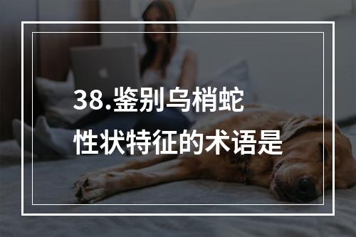 38.鉴别乌梢蛇性状特征的术语是