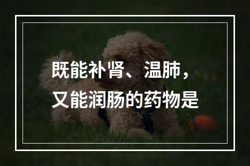 既能补肾、温肺，又能润肠的药物是