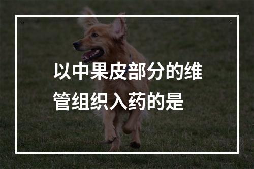 以中果皮部分的维管组织入药的是