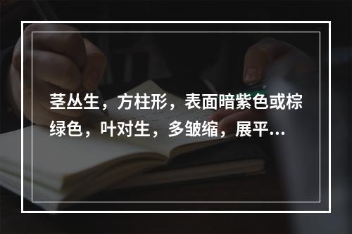 茎丛生，方柱形，表面暗紫色或棕绿色，叶对生，多皱缩，展平后呈