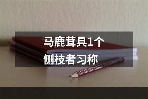 马鹿茸具1个侧枝者习称