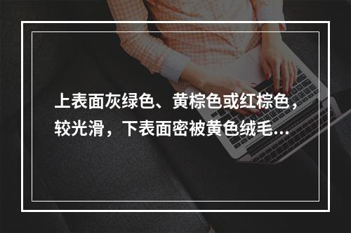 上表面灰绿色、黄棕色或红棕色，较光滑，下表面密被黄色绒毛的药