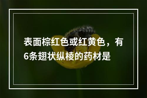 表面棕红色或红黄色，有6条翅状纵棱的药材是