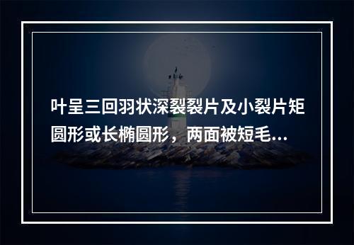 叶呈三回羽状深裂裂片及小裂片矩圆形或长椭圆形，两面被短毛，气