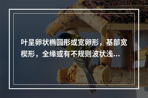 叶呈卵状椭圆形或宽卵形，基部宽楔形，全缘或有不规则波状浅齿，