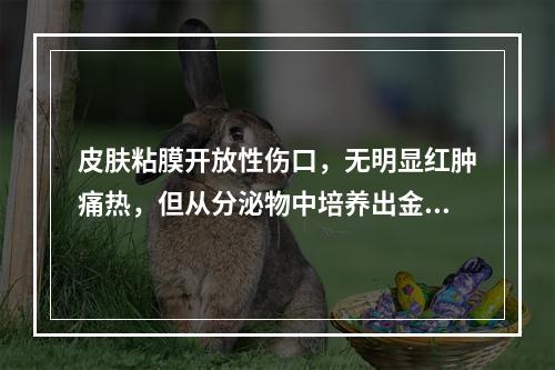 皮肤粘膜开放性伤口，无明显红肿痛热，但从分泌物中培养出金黄色