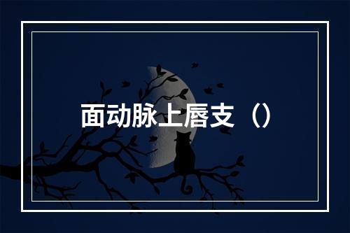 面动脉上唇支（）