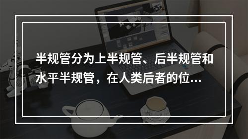 半规管分为上半规管、后半规管和水平半规管，在人类后者的位置为