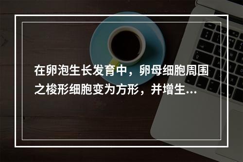 在卵泡生长发育中，卵母细胞周围之梭形细胞变为方形，并增生成为