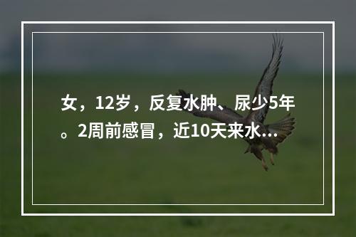 女，12岁，反复水肿、尿少5年。2周前感冒，近10天来水肿、