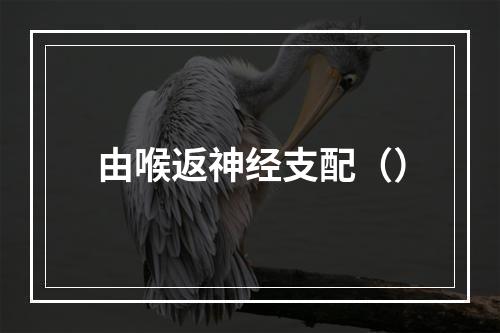 由喉返神经支配（）