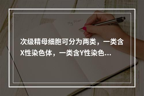 次级精母细胞可分为两类，一类含X性染色体，一类含Y性染色体。