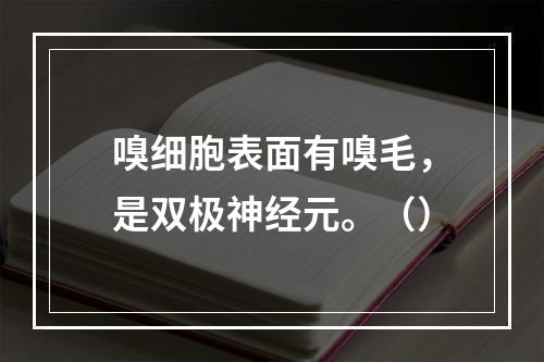 嗅细胞表面有嗅毛，是双极神经元。（）