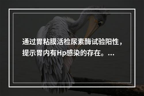 通过胃粘膜活检尿素酶试验阳性，提示胃内有Hp感染的存在。（）