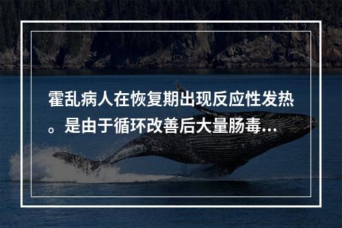 霍乱病人在恢复期出现反应性发热。是由于循环改善后大量肠毒素被