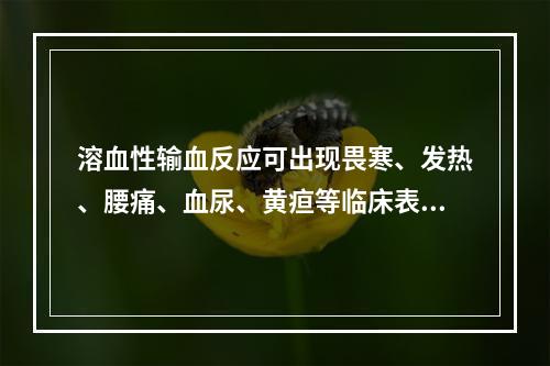 溶血性输血反应可出现畏寒、发热、腰痛、血尿、黄疸等临床表现。