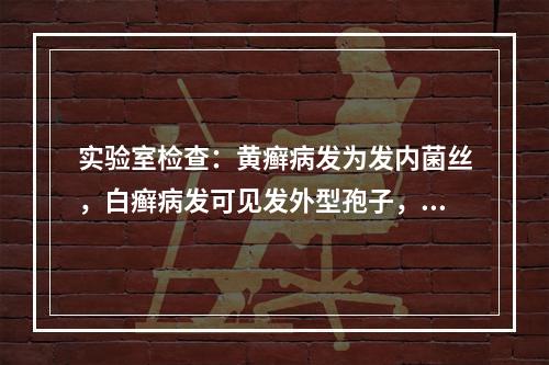 实验室检查：黄癣病发为发内菌丝，白癣病发可见发外型孢子，黑点