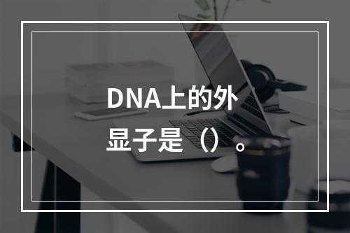 DNA上的外显子是（）。