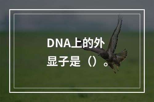 DNA上的外显子是（）。