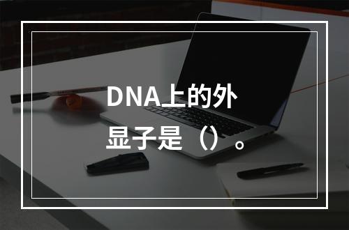 DNA上的外显子是（）。