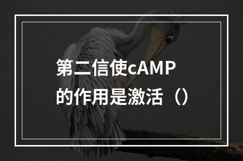 第二信使cAMP的作用是激活（）