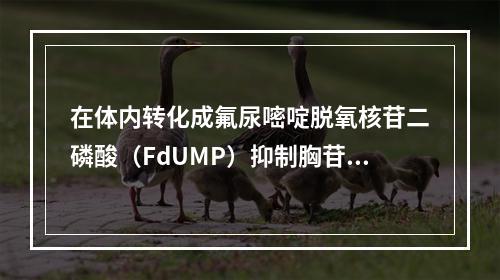 在体内转化成氟尿嘧啶脱氧核苷二磷酸（FdUMP）抑制胸苷酸合