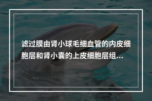 滤过膜由肾小球毛细血管的内皮细胞层和肾小囊的上皮细胞层组成。