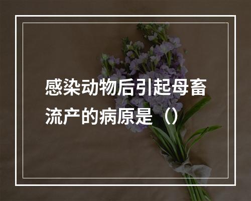 感染动物后引起母畜流产的病原是（）