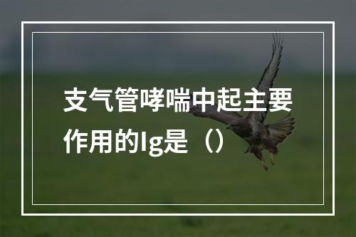 支气管哮喘中起主要作用的Ig是（）