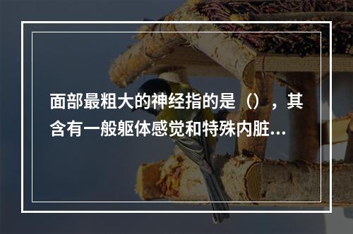 面部最粗大的神经指的是（），其含有一般躯体感觉和特殊内脏运动