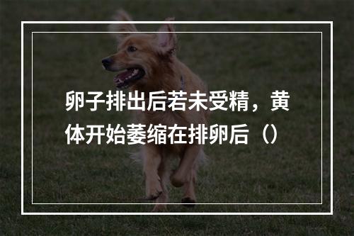 卵子排出后若未受精，黄体开始萎缩在排卵后（）