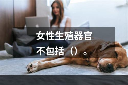 女性生殖器官不包括（）。