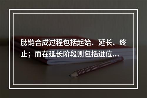 肽链合成过程包括起始、延长、终止；而在延长阶段则包括进位、转