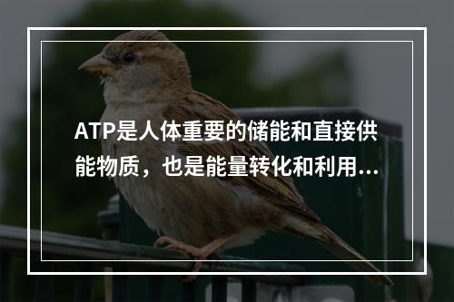 ATP是人体重要的储能和直接供能物质，也是能量转化和利用的关