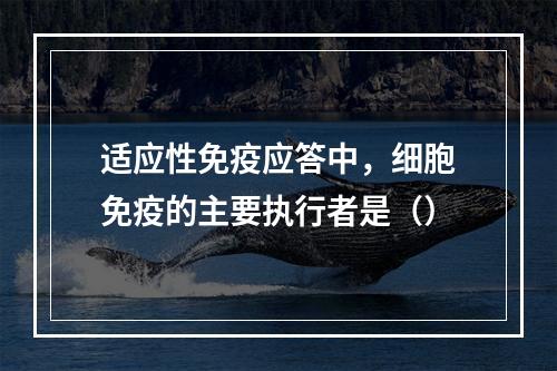 适应性免疫应答中，细胞免疫的主要执行者是（）