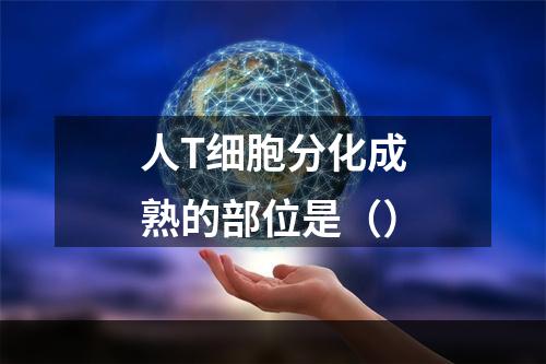 人T细胞分化成熟的部位是（）