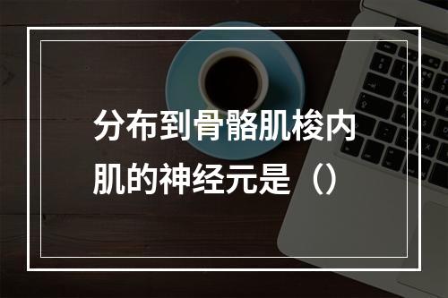 分布到骨骼肌梭内肌的神经元是（）