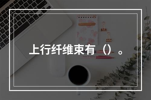 上行纤维束有（）。