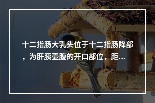 十二指肠大乳头位于十二指肠降部，为肝胰壶腹的开口部位，距中切