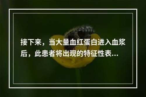 接下来，当大量血红蛋白进入血浆后，此患者将出现的特征性表现是