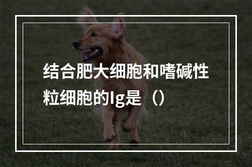 结合肥大细胞和嗜碱性粒细胞的Ig是（）