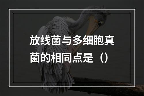 放线菌与多细胞真菌的相同点是（）