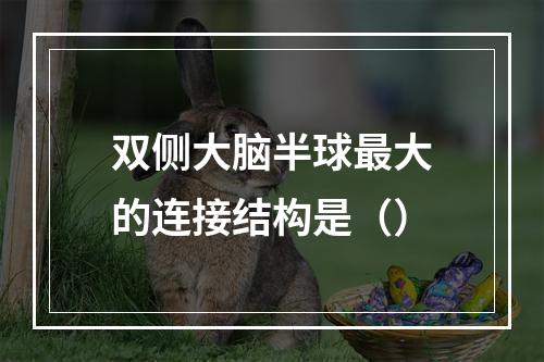 双侧大脑半球最大的连接结构是（）