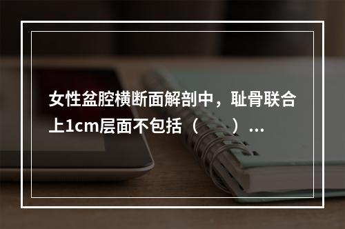 女性盆腔横断面解剖中，耻骨联合上1cm层面不包括（　　）。